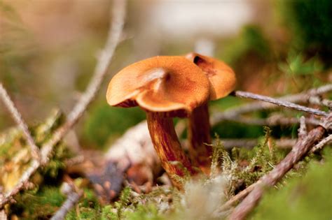 Brown Poisonous Mushrooms