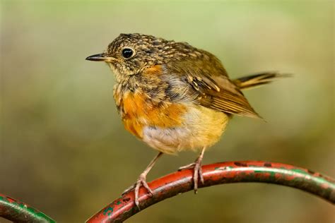 The male is mostly black on the upperparts and white underneath, with a bold white patch on the folded wing. Dit zijn de beste apps voor het spotten van vogels ...