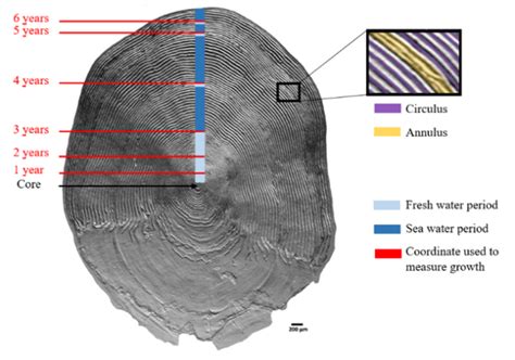 Fish Scales Often Tell Contradicting Stories But Does That Really