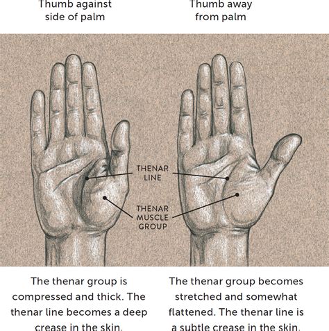 The Hypothenar Muscle Group