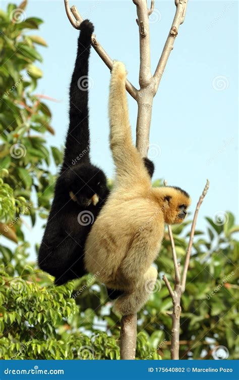 Pair Of Gibbon Monkeys Hanging On A Tree Branch Stock Photo Image Of