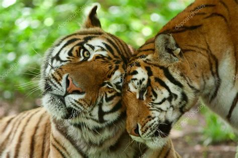 Pictures Female Tiger Male And Female Tiger — Stock Photo © Ammmit