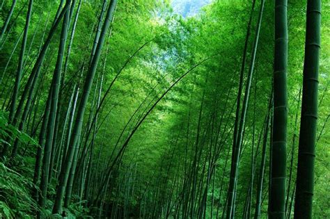 2024 Private Tea Mountain And Bamboo Sea Day Tour
