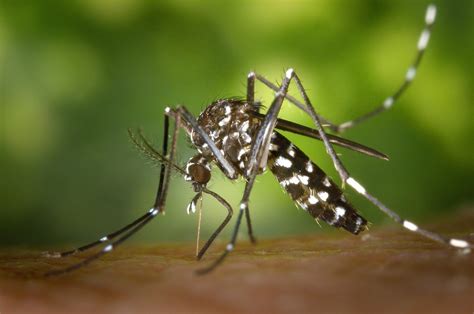 West Nile Fever Cases In Andalusia Euro Weekly News
