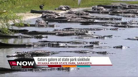 Hundreds Of Alligators Take Over Florida Sinkhole