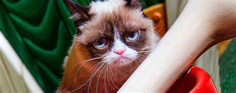 Grumpy Cat Makes Disneyland The Grumpiest Place On Earth Showing Her Disney Side With Other