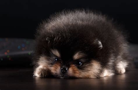 Closeup Photo Of Black And Tan Teacup Pomeranian Sits On Ground Hd