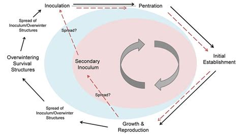 The Basic Concepts Of Plant Disease : Plantlet