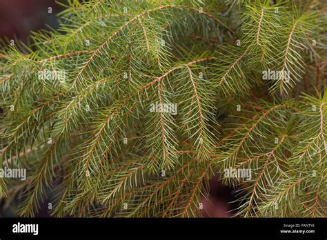 Melaleuca Alternifolia Tree Stock Photo Alamy