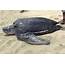 Incredible Video Shows Giant Turtle Moving Slowly Across Beach  Caters