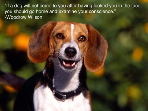 1632 276 lion roar africa. 25 Inspiring Quotes For People Who Love Animals