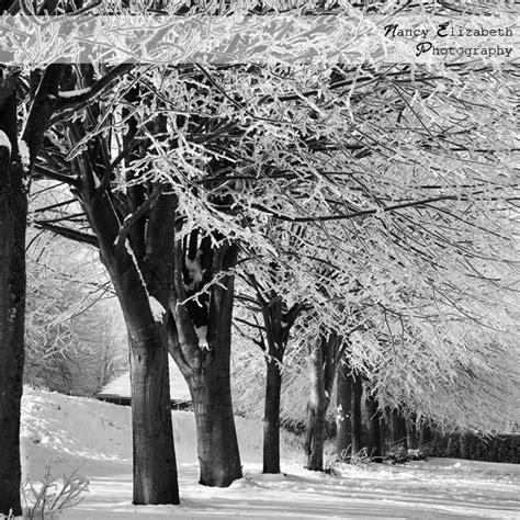 Winter Snow Black And White Square Landscape Nancy Elizbeth