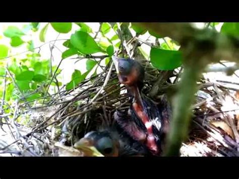 Los nidos más fantásticos del mundo animal YouTube