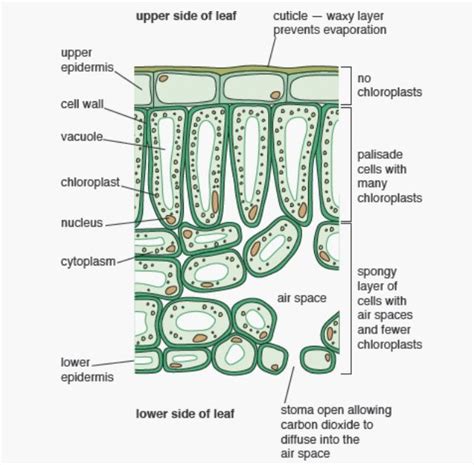 Leaf Cell Plantkunde School Planten