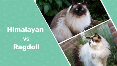 Himalayan Cat Vs Ragdoll Cat Whats The Difference With Pictures
