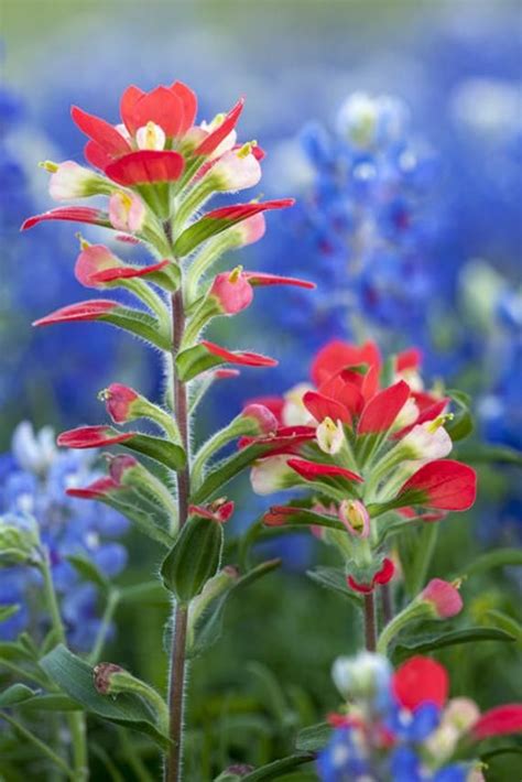See more ideas about indian paintbrush, wild flowers, paint brushes. Close-up of Indian Paintbrush and Texas Bluebonnets ...