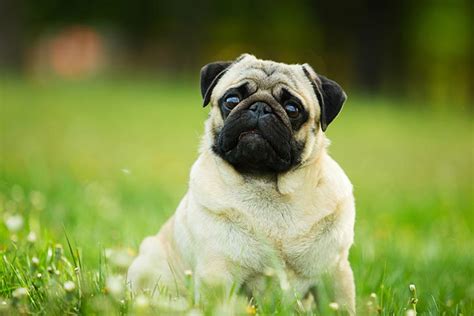 Are Pugs Good Guard Dogs Petswows