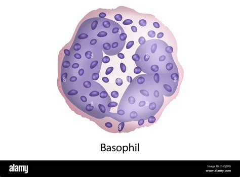 Basophil White Blood Cells Blood Smear Histology Stock Photo Alamy