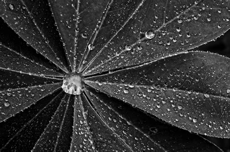 Free Images Tree Nature Branch Dew Black And White Leaf Flower