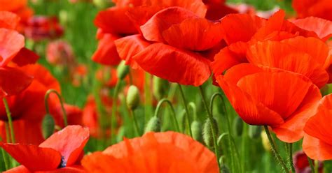 This also helps to see where the seeds. How to grow and care for poppies | lovethegarden
