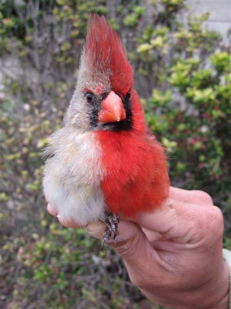 Cardinal With Both Male And Female Genes The Bird Shows Apparent