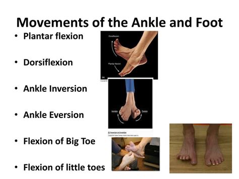 Ppt Bones Of The Foot And Ankle Powerpoint Presentation Free Download