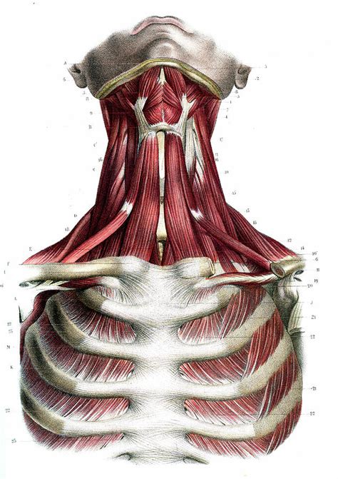 Neck And Chest Muscles Diagram Muscles Of The Anterior Neck Chest Images And Photos Finder