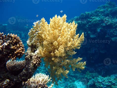Beautiful Coral Reefs Of The Red Sea 13292068 Stock Photo At Vecteezy