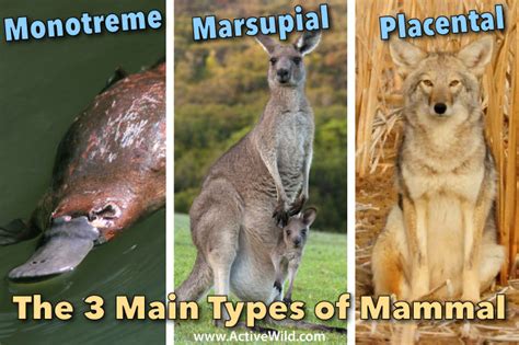 What Is A Mammal Mammal Characteristics And Definition With Pictures And Facts