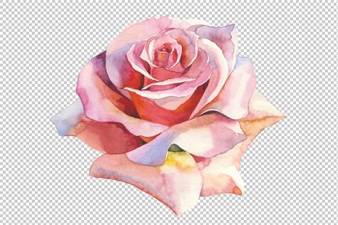 Pink Roses Realistic PNG Watercolor Set Graphic By MyStocks Creative Fabrica