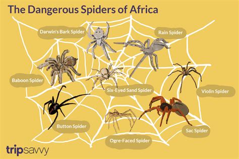 10 Of Africas Scariest Spider Species Spider Species Scary Spider