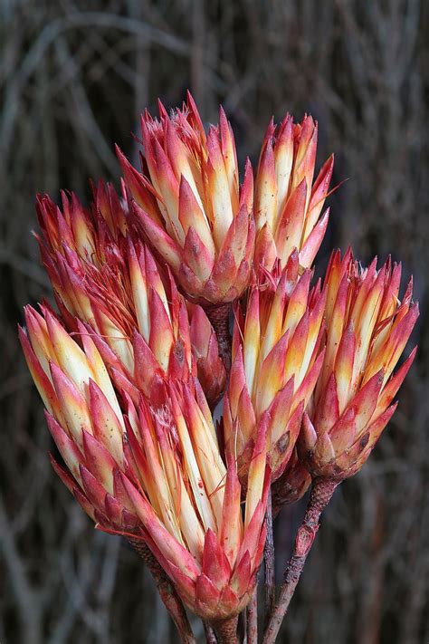 Dried Natural Red Repens Protea Flower In A 10 Etsy