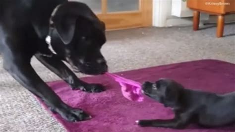 Determined Puppy Plays Tug Of War With Much Bigger Dog Youtube