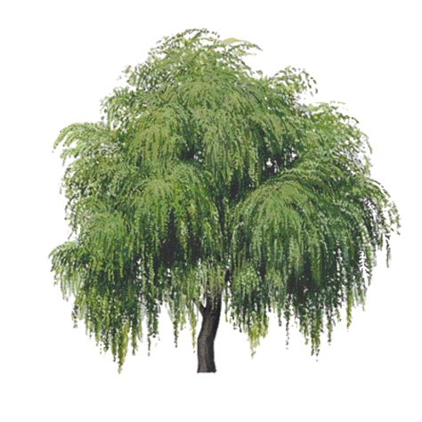 Download High Quality Tree Clipart Weeping Willow Transparent Png