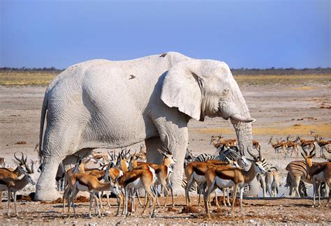 Photos: amazing photographs of rare white animals
