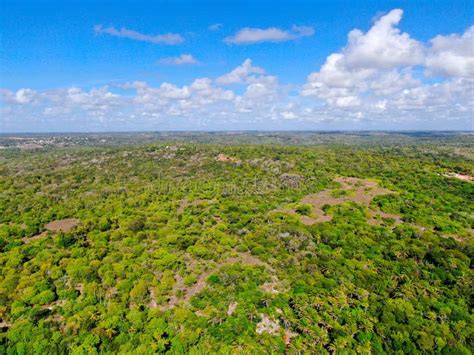 aerial view of tropical forest jungle in praia do forte brazil stock image image of forest