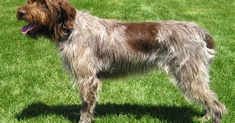 Wirehaired Pointing Griffon Information And Pictures Petguide Petguide
