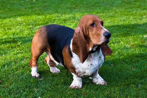 Basset Hound Colors A Dog Lovers Guide To Coat Colors