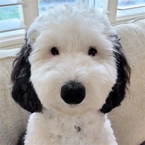 This Sheepadoodle From Us Looks Just Like Snoopy Mothershipsg News