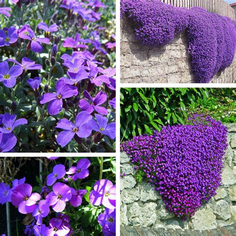 Your cover vine stock images are ready. 100pcs Purple Flower Aubrieta Hybrida Seeds Garden ...