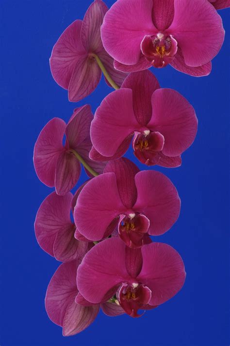 Phalaenopsis Purple Haze Exotische Bloemen Orchidee Orchideeën