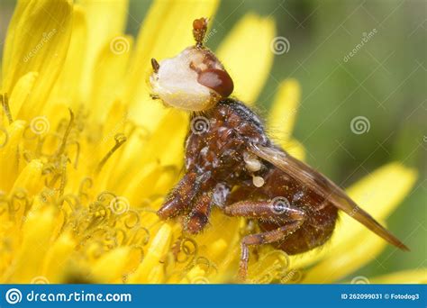 Close Up Of The Larvae Offspring Of A Thick Headed Fly Conopidae Sitting On A Flower Stock