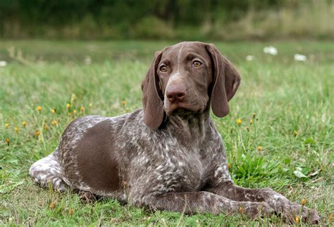 German Shorthaired Pointer Dog Breeds Breed Information Mad Paws