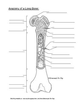 The humerus bone is a long bone that is part of the 1. Bone Diagram Labeled Long Bone / Bones Types Structure And ...