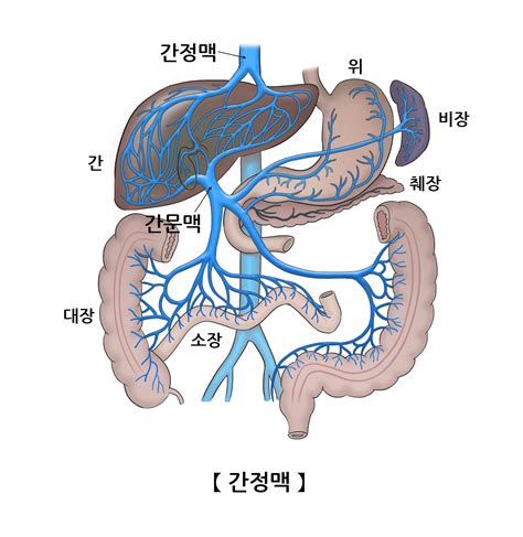 간정맥 인체정보 의료정보 건강정보 서울아산병원
