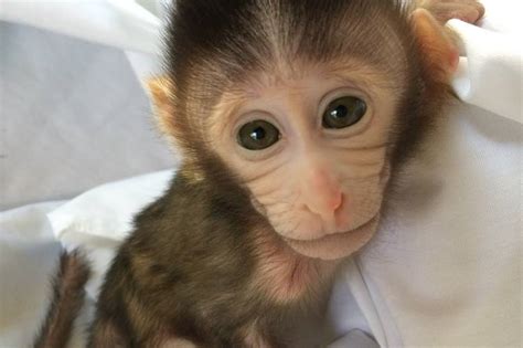 Chinese Scientists Created Monkeys Carrying Autism Related Gene Wsj