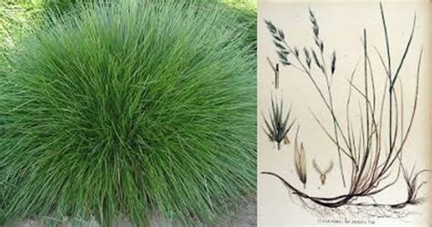 Fescue Chewings Bulk Wholesale Seeds For Planting Festuca Etsy