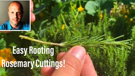 Rosemary Propagation Tutorial By Cutting Cloning Youtube