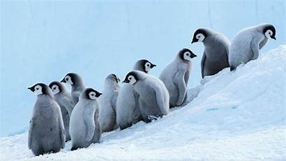 Penguin Penguins Snow Wallpapers Desktop Emperor Adorable