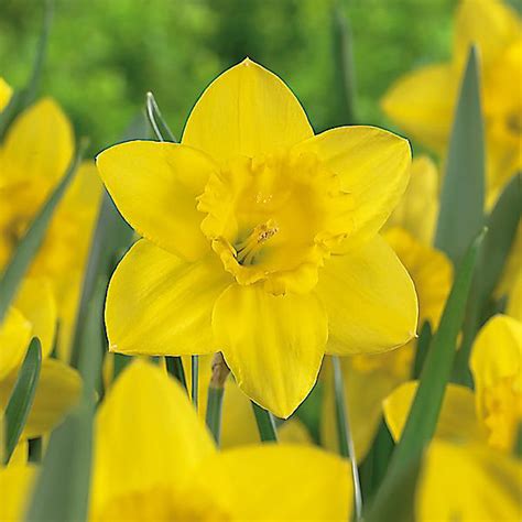 Daffodil Bulbs Diy At Bandq